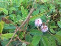 Flower of Mimosa hamata Royalty Free Stock Photo