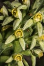 Flower of Monadenium