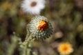 Flower of a Monarch-of-the-veld, Arctotis fastuosa