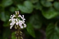 Flower of the money plant (Plectranthus verticillatus)