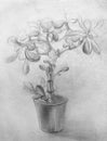 flower money tree, Crassula, succulen