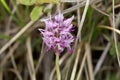 Flower of the Monkey orchid Orchis simia