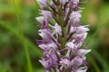 Flower of the Monkey orchid Orchis simia