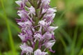 Flower of the Monkey orchid Orchis simia