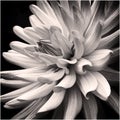 Flower in monochrome shadows, shot black and white