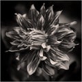 Flower in monochrome shadows, shot black and white