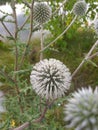 Flower Echinops Mordovnik Mature