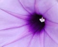 Flower morning glory Royalty Free Stock Photo