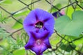 A flower of morning glory with a large bumblebee inside that pollinates a flower.
