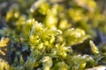 Flower Moss Grass Frost Winter Ice Meadow Royalty Free Stock Photo