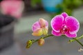 A flower of the Moth orchid or Moon Orchid type which is purple with dark spots and green flower buds Royalty Free Stock Photo