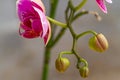A flower of the Moth orchid or Moon Orchid type which is purple with dark spots and green flower buds Royalty Free Stock Photo