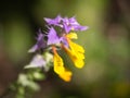 Flower mother and stepmother. Royalty Free Stock Photo