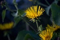 Flower mother stepmother on garden Royalty Free Stock Photo