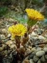 Flower mother and stepmother. Royalty Free Stock Photo