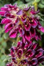 Mountain Kidney Vetch Royalty Free Stock Photo