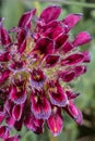 Mountain Kidney Vetch Royalty Free Stock Photo