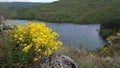 Flower mountain lake river yellow leaf wilderness