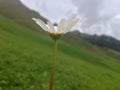 Flower from the Mountains Royalty Free Stock Photo