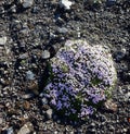 Flower in the mountains at Landmannalaugar