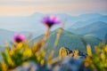 Flower and mountains - soft nature background - with copy space