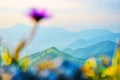 Flower and mountains - soft nature background - with copy space