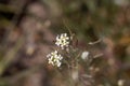 Flower of a mouse-ear cress, Arabidopsis thaliana Royalty Free Stock Photo