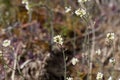 Flower of a mouse-ear cress, Arabidopsis thaliana Royalty Free Stock Photo