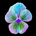 Flower multicolor viola isolated on black background. Close-up.