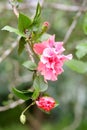 The flower of multiple lobes Hibiscus syriacus