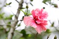 The flower of multiple lobes Hibiscus syriacus