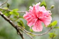 The flower of multiple lobes Hibiscus syriacus