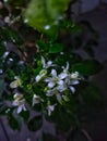 Flower - Murraya Paniculata Royalty Free Stock Photo