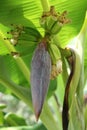 Flower of Musa paradisiaca, banana tree, with small unripe fruits