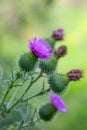 Flower musk thistle, Carduus nutans