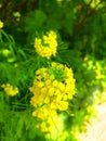 Flower mustard