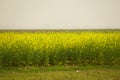 Flower of mustard from uttarpradesh