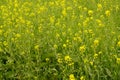 Flower of mustard from uttarpradesh