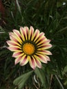 Flower in my garden! it is very beauty.