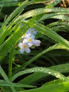 A flower myosotis in the morning dew. Green grass in drops of water all around.