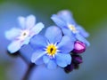 Flower Myosotis sylvatica Royalty Free Stock Photo