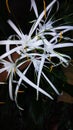 Flower, nacher, background image,white flower