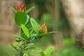 a flower with the name Ixora coccinea with a beautiful red color grows Royalty Free Stock Photo