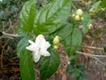 This flower name jasminum sambac .is thie availabl in sri lanka