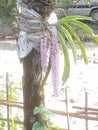 This flower name is kapau ful. The heart of assamese culture.