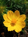 Flower name scientific Cosmos Sulphureus