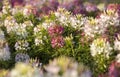 The flower is named cleome sparkler mix in the garden because of the experimental plot. in Thailand during the winter flowers are Royalty Free Stock Photo