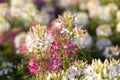The flower is named cleome sparkler mix in the garden because of the experimental plot. in Thailand during the winter flowers are Royalty Free Stock Photo