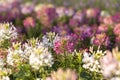 The flower is named cleome sparkler mix in the garden because of the experimental plot. in Thailand during the winter flowers are Royalty Free Stock Photo