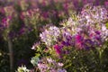 The flower is named cleome sparkler mix in the garden because of the experimental plot. in Thailand during the winter flowers are Royalty Free Stock Photo